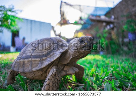 turtle, house pet on the grass