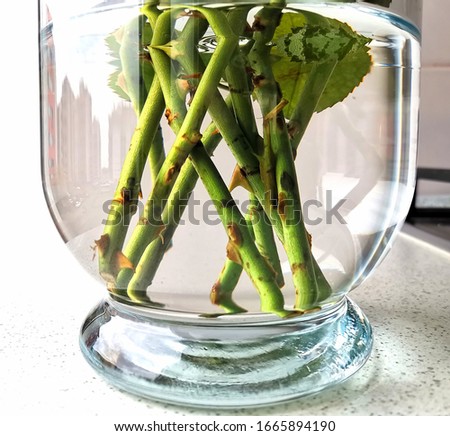 Green stems of roses in a vase of glass with water 