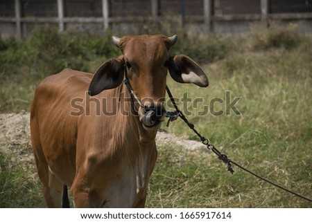 Cow taking pictures of straight cow