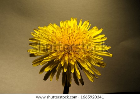Closeup of yellow dandelion flower