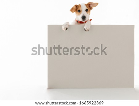 The Jack Russell terrier going to tell something
 Royalty-Free Stock Photo #1665922369