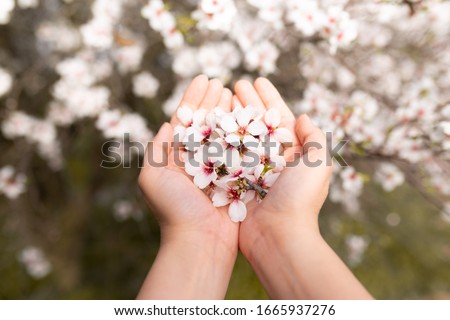 Woman hand touching almond blossoms tree flowers. Cherry tree with tender flowers. Amazing beginning of spring. Selective focus. Flowers concept.