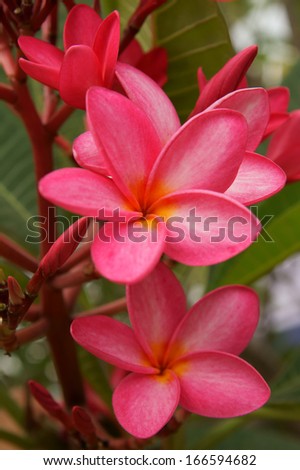 Bunch of pink frangipani plumeria flowers close up