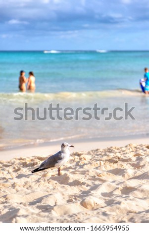 Seagull bird on the sandy beach in the Caribbean coast of Cancun, Mexico, with swimmers in the ocean background and copy space.