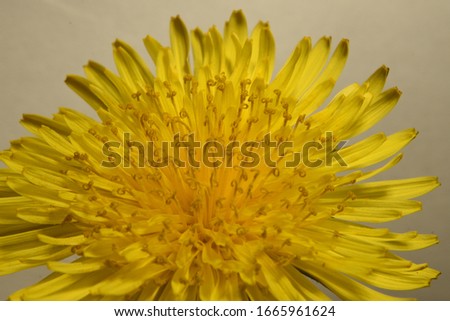 bright yellow dandelion flower Closeup.