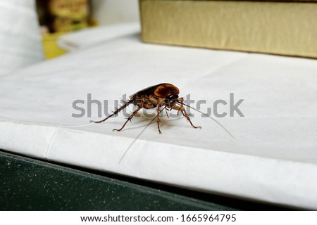 A large adult cockroach prowling around the kitchen in search for crumbs of food. A cockroach stops and looks into the camera, ready to scurry away. Royalty-Free Stock Photo #1665964795