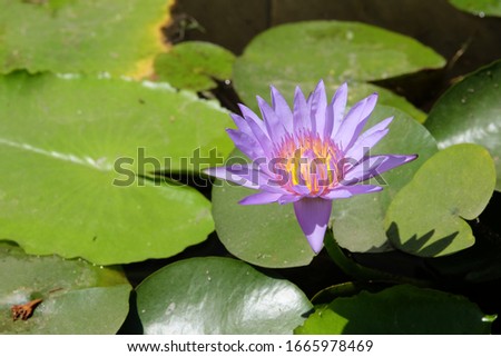 Purple lotus flowers blooming in the sun in the lotus garden.