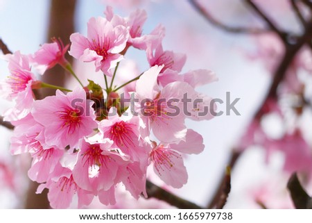 The beautiful pink cherry blossoms in spring time. Cherry blossoms over blue sky.