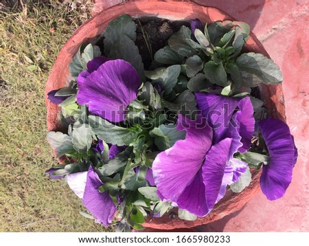 Pansy and Viola Purpal (1).Pansy and Viola Purpal and other flower.Pokhara Singa Nepal,Feb 19/2020.