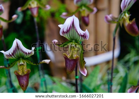 Paphiopedilum or lady slipper orchid, colorful asian flower with mottle pattern.
