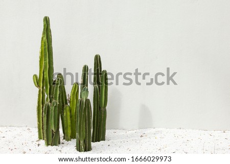 Cactus on pastel background.hipster style.