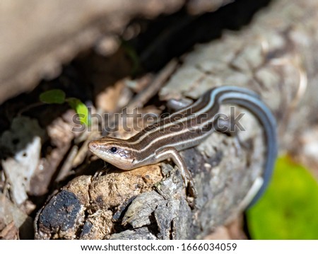 The Texas spotted whip tail is a species of long-tailed lizard, in the family  Royalty-Free Stock Photo #1666034059