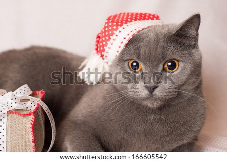british cat in red hat
