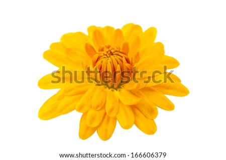 chrysanthemum isolated on white background