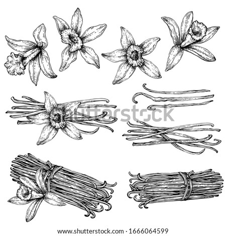 Set of Vanilla pods, sticks with Vanilla flower. Hand drawing sketch isolated on white background. Kitchen herbs and spices. Royalty-Free Stock Photo #1666064599