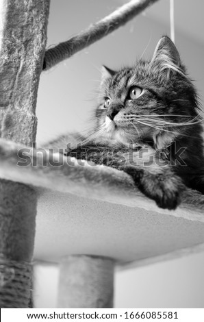 Black and White theme. Tabby cat lying and looking. Close up view. Vertical picture.