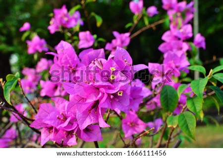 Great bougainvillea Small white flowers and purple bracts