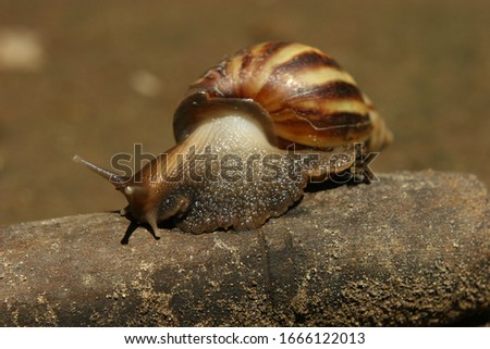the snail is alone on a log. Snail parts such as shells and flesh and eyes and antennae
