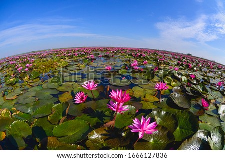Red lotus lake in Thailand Udonthani