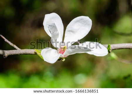 Close up of one delicate white magnolia flowers in full bloom on a branch in a garden in a sunny spring day, beautiful outdoor floral background
