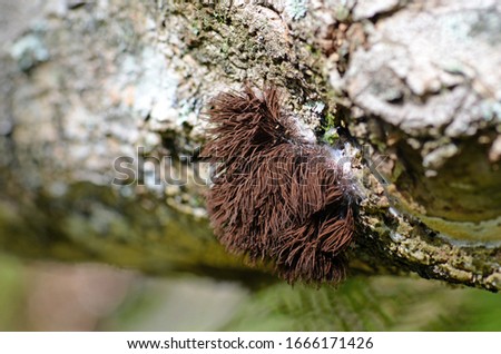 Tall brown sporangia of the Chocolate Tube Slime Mold Stemonitis, family Stemonitidaceae, class Myxomycetes, growing on a rotting log in temperate rainforest, Royal National Park, NSW, Australia