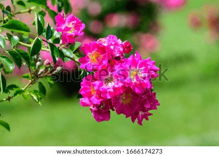 Large green bush with fresh vivid pink roses and green leaves in a garden in a sunny summer day, beautiful outdoor floral background photographed with soft focus
