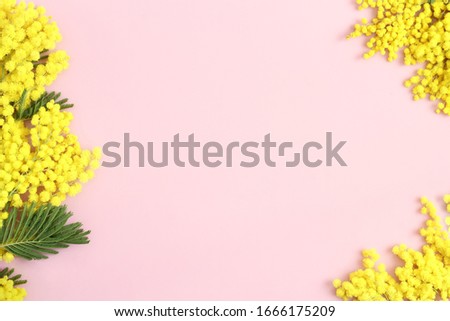 Mimosa  branches on pastel pink background. Spring, sprintime. 