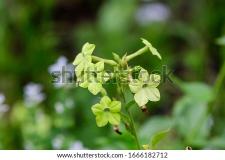 Many delicate white flowers of Nicotiana alata plant, commonly known as jasmine tobacco, sweet tobacco, winged tobacco, tanbaku or Persian tobacco, in a garden in a sunny summer day
