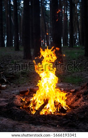 Amazing fire in the forest against a trees background. Bonfire in the forest. Orange flame of a fire