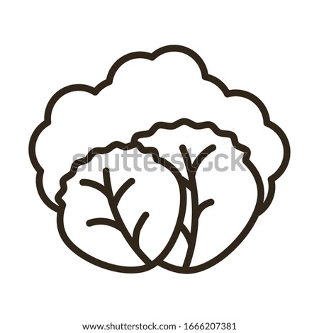 lettuce leaves on white background, line style icon vector illustration design