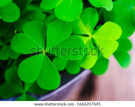 Close Up three-leaved shamrock old wooden background, St.patrick's day celebration and holiday symbol