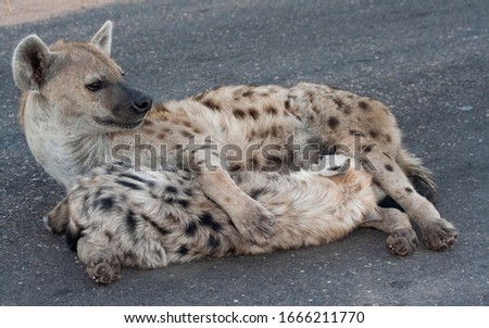 Spotted Hyena in the Kruger National Park, South Africa