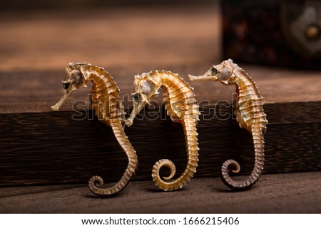 Dried longsnout seahorse (Hippocampus reidi) also known as slender seahorse,Dried seahorse,Chinese stews for health preservation