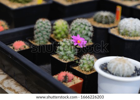 Cactus plant in black pot