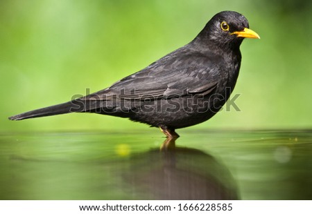 Common blackbird (Turdus merula) in a smal pond
