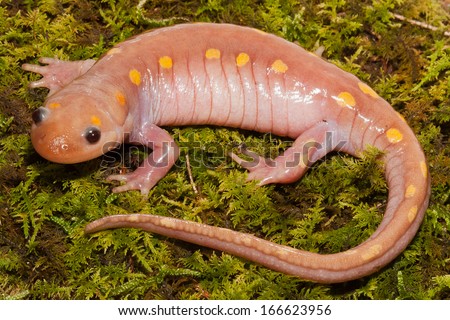 Albino Spotted Salamander, Ambystoma maculatum, found in the wild