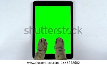 The cat uses a tablet. Close-up of cat's paws typing on the tablet. Tablet with a green background.