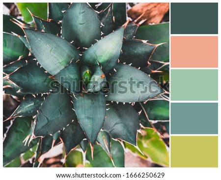 Agave color palette. Complimentary colours. Mood board.
