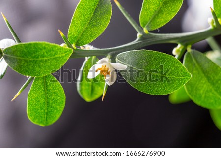 Beautiful scenery, a blooming sprig of citrus plant Faustrimedin, finger or caviar lime, with small white flowers, green leaves and thorns. Indoor citrus tree growing. Close-up Royalty-Free Stock Photo #1666276900