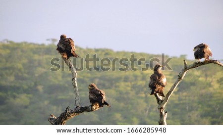 hauntin birds in the African safari