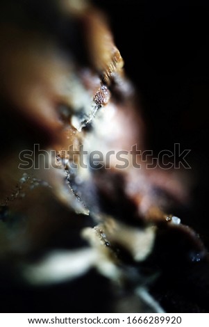 Abstract nature photography made from inside a treetrunk with natural light.