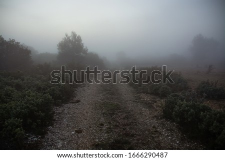 Misty road in the forest. Travel among the herbs