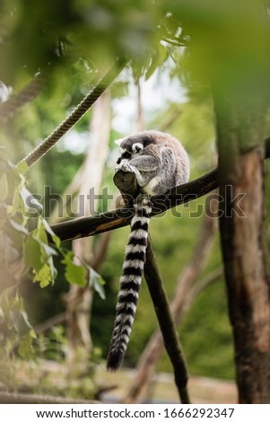 Ring-tailed lemur - Lemur catta, a small monkey with a long striped tail sitting on a tree branch in the natural park. selective focus. animal background