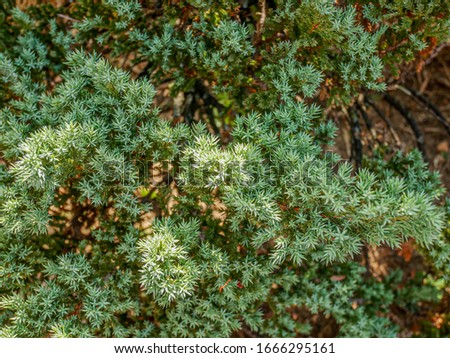 Mexican Pinyon tree in outdoor garden.Bunch decoration autumn and winter season.Texture leaves nature