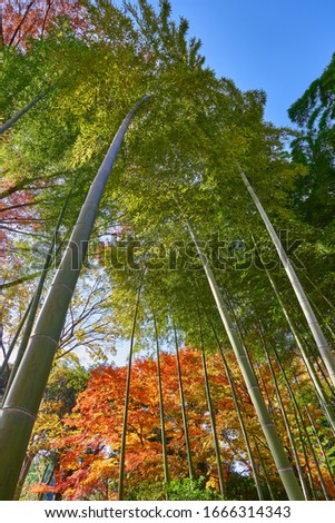 Bamboo growing high into the autumn sky