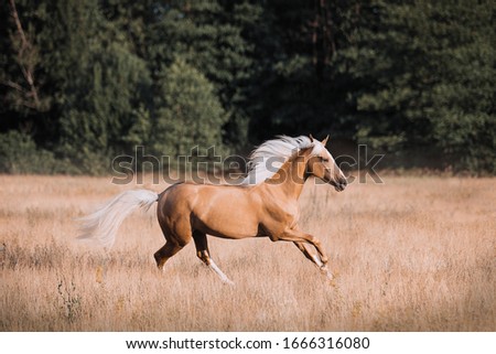 Palomino horse running in the field