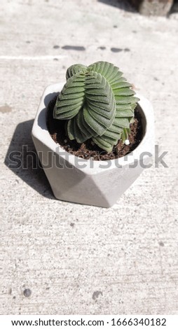 various kinds of succulent plants are blooming in cement planters with black wall and white table.Design for modern and simple lifestyle and interior decorator. reference for decor