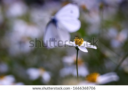 single white flower in focus, out of focus a white flying butterfly
