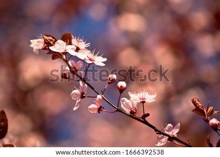 Nice photo of the almond trees in bloom