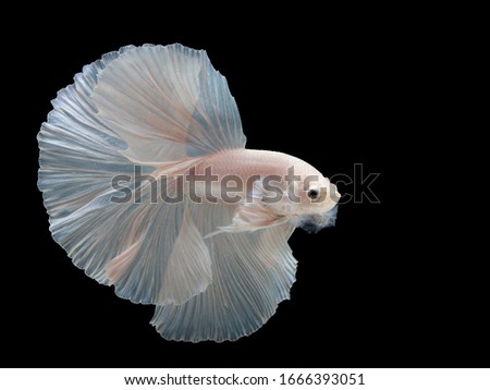 Multi color Siamese fighting fish(Rosetail)(halfmoon fancy),White dragon fighting fish,Betta splendens,on black background with clipping path